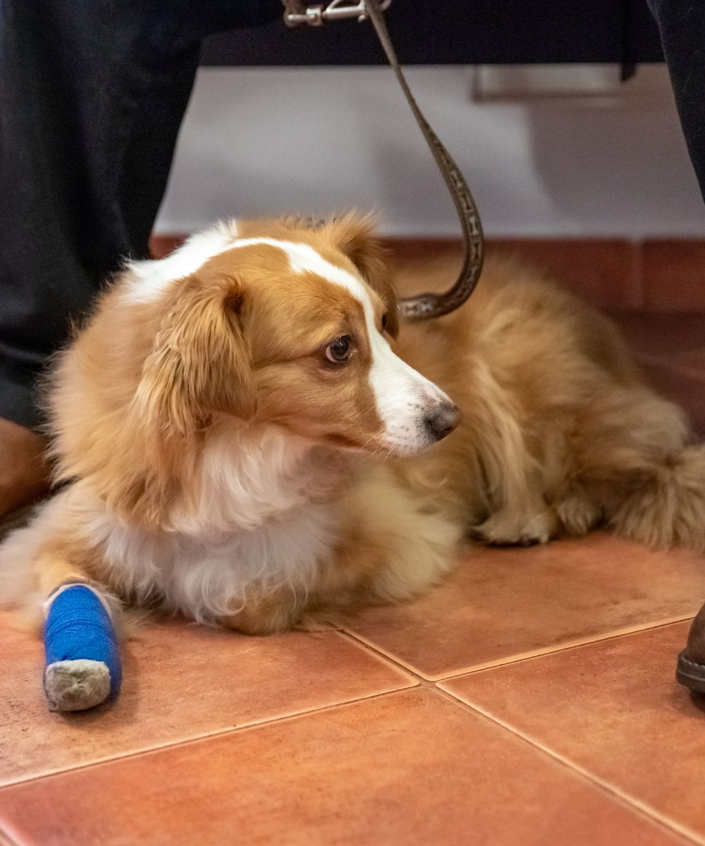 dog sitting at clinic