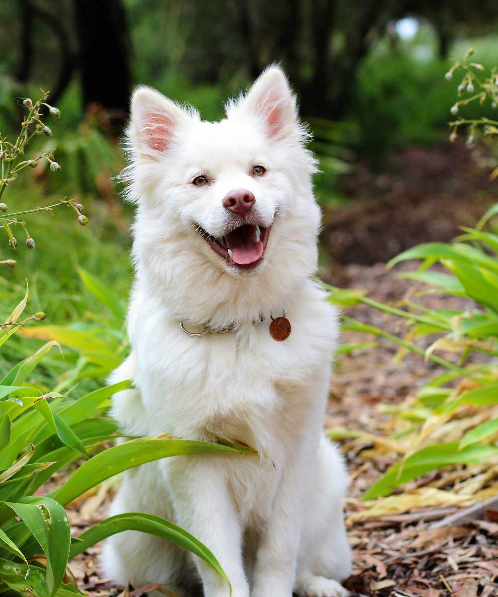 dog sitting in the green grass