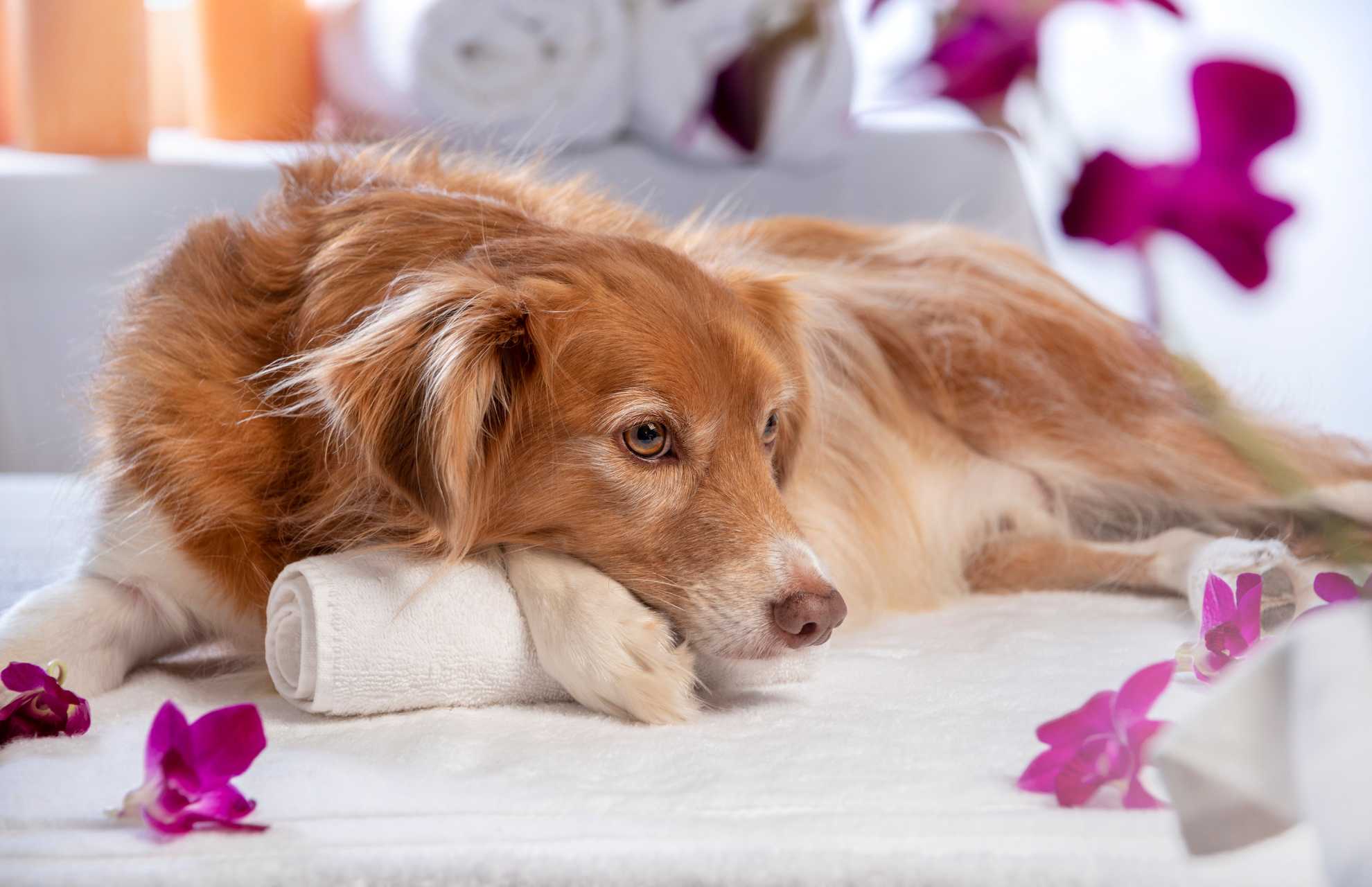 dog at pet spa