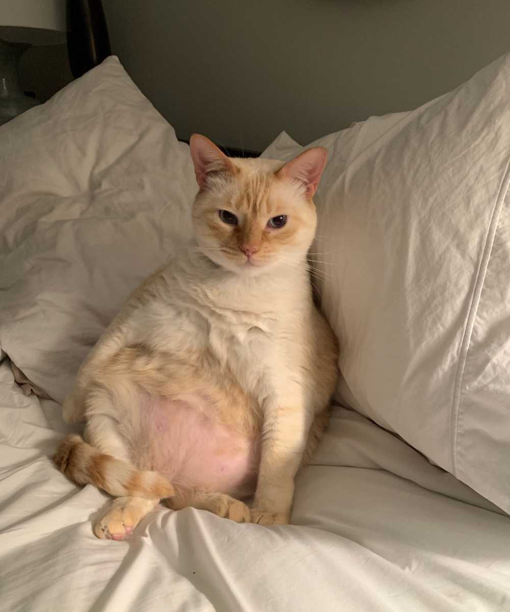 a fat cat sitting in the bed