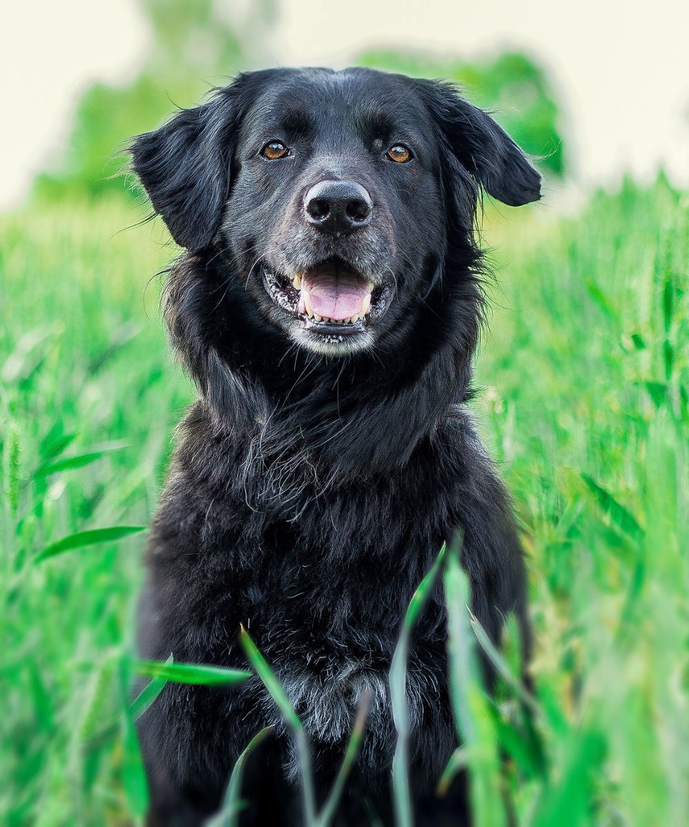 black dog in the field, green herbs