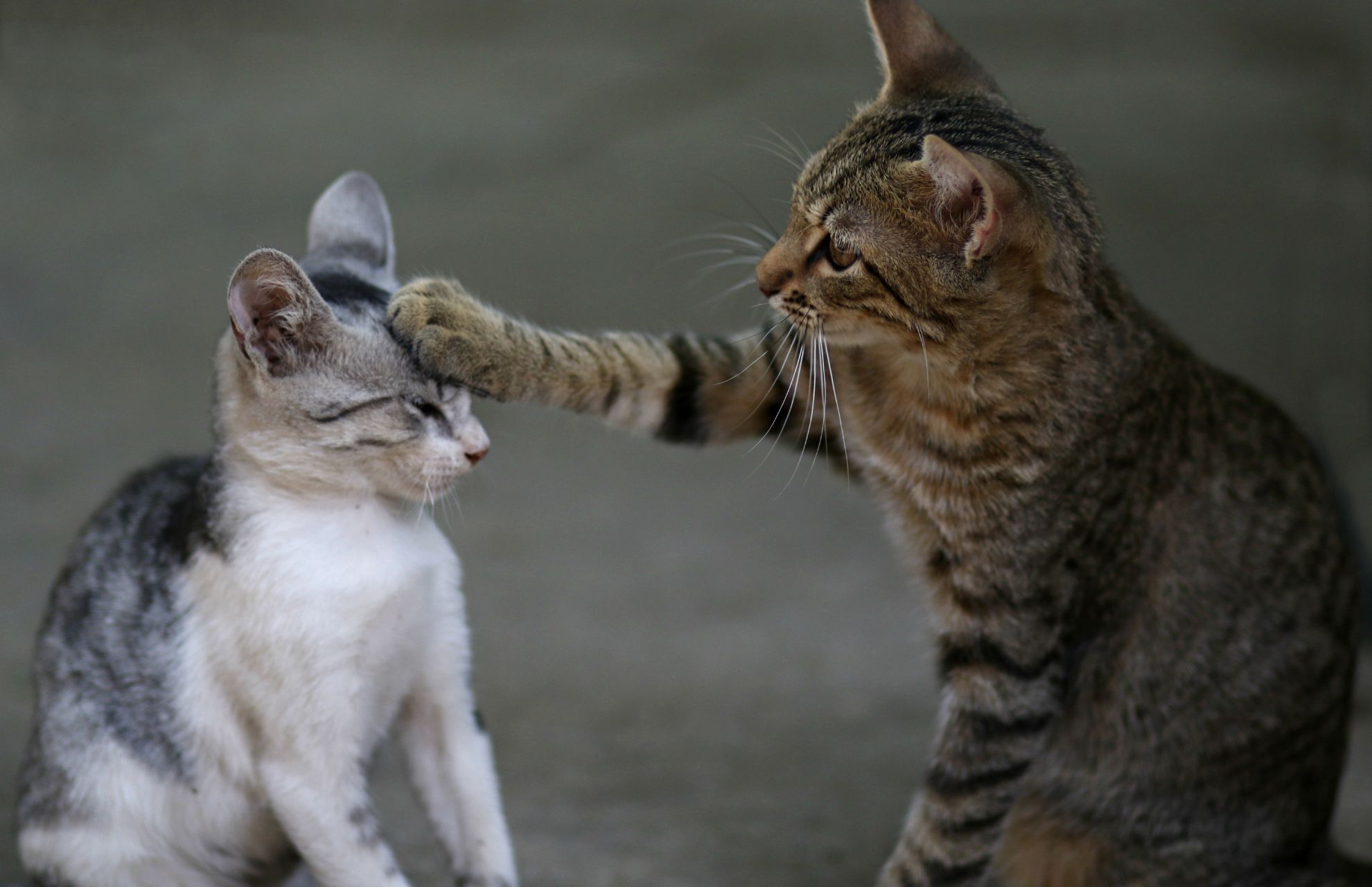 cats playing