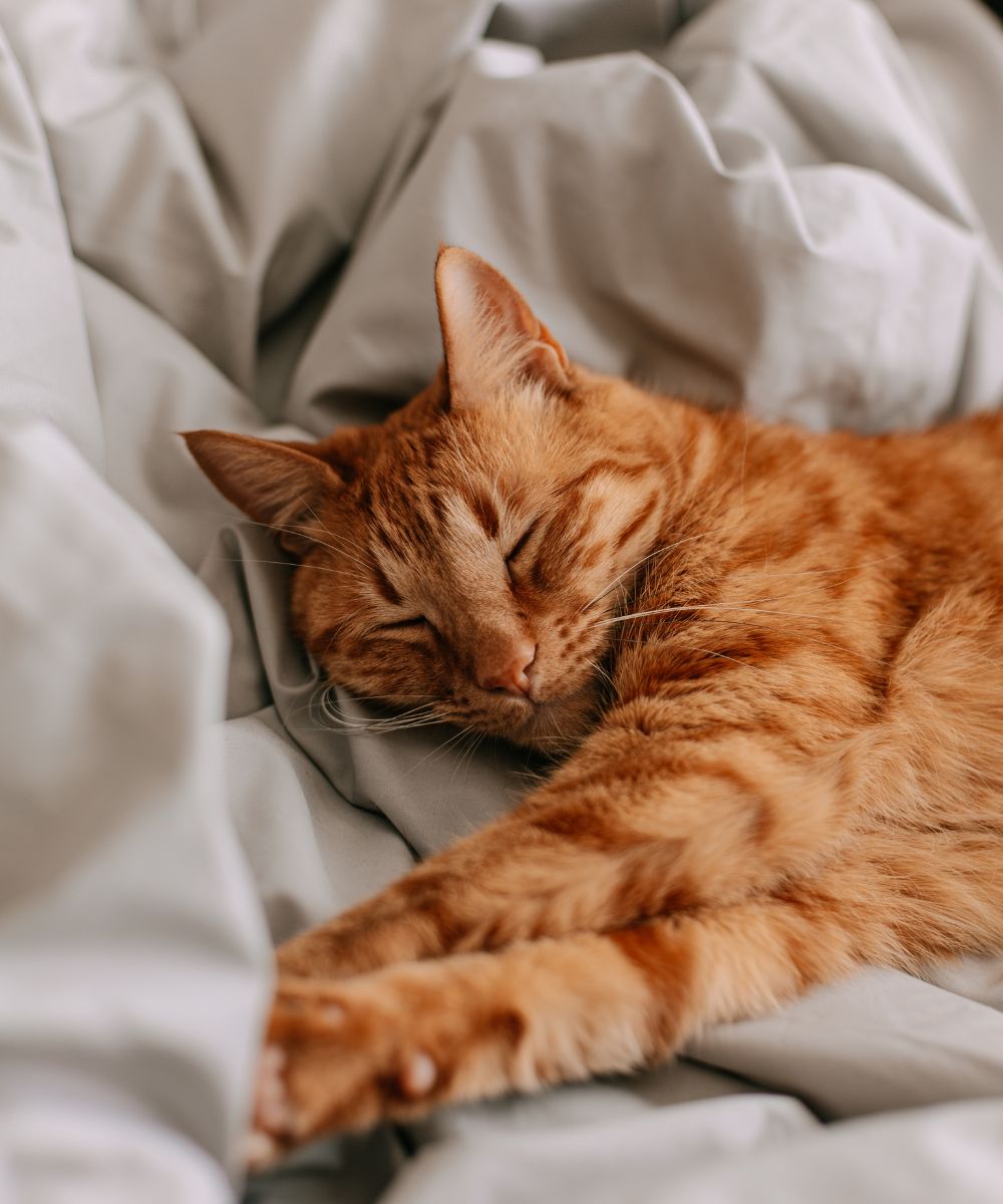 cat sleeping in the bed