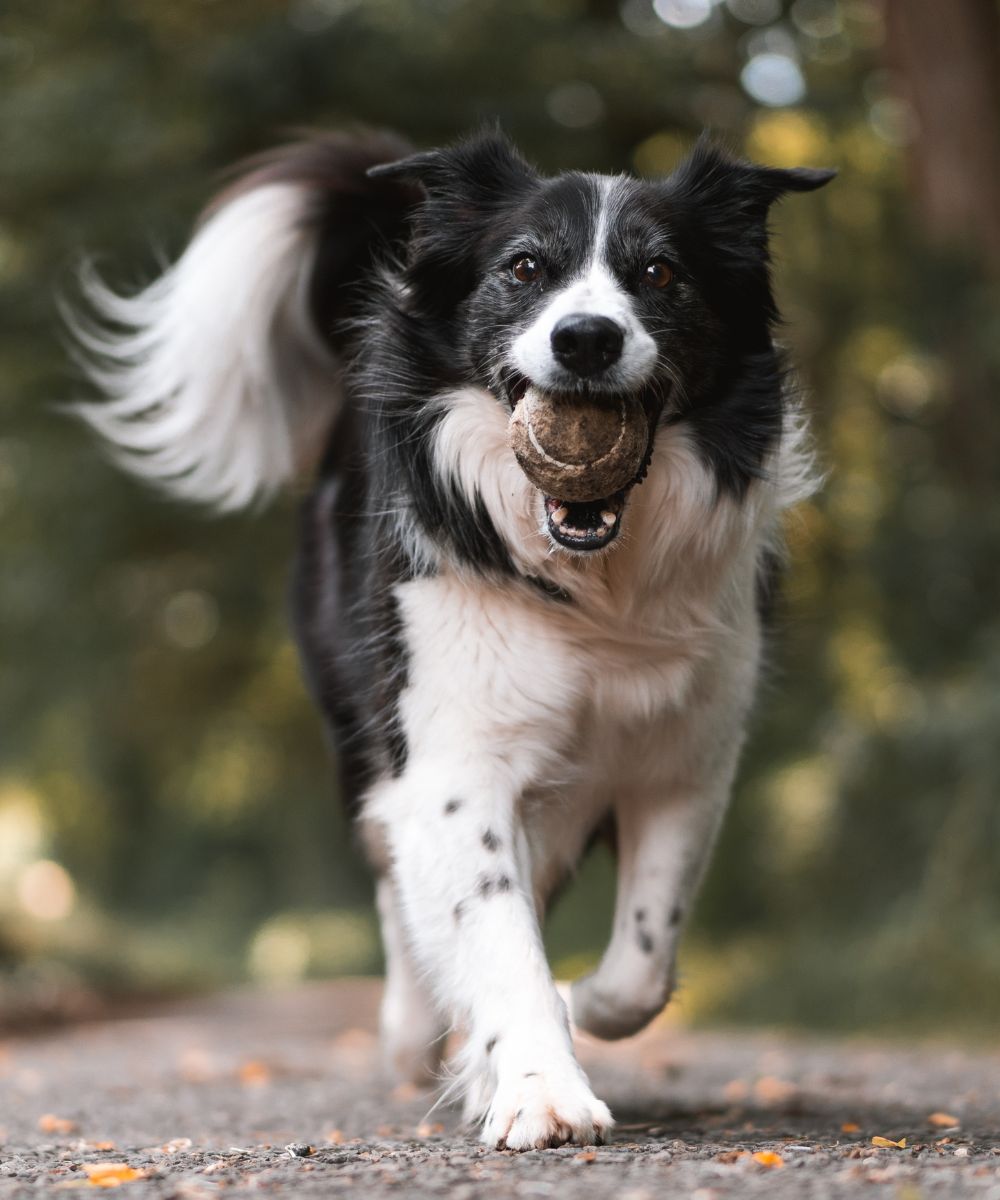 happy dog walking on the road